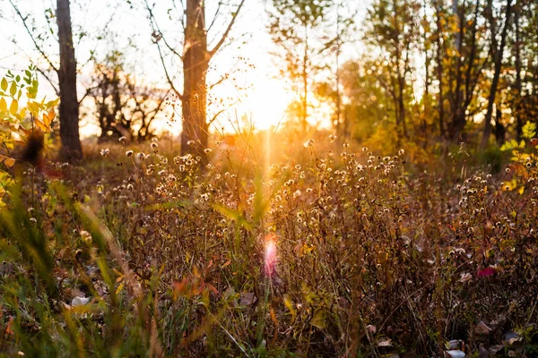 Outono às vezes por do sol nostalgicamente brilha através da grama withhered — Fotografia de Stock
