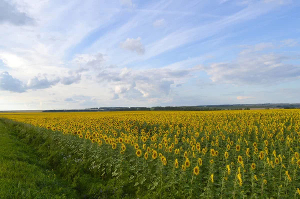 Champ de tournesols — Photo