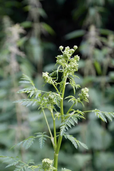 Wild nature texture — Stock Photo, Image