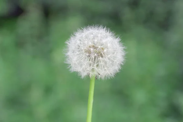 푸른 배경에 있는 민들레 — 스톡 사진