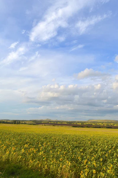 Champ de tournesols — Photo