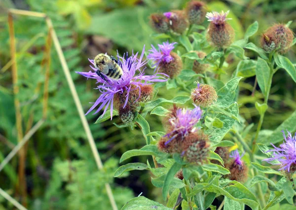 Vild naturstruktur — Stockfoto