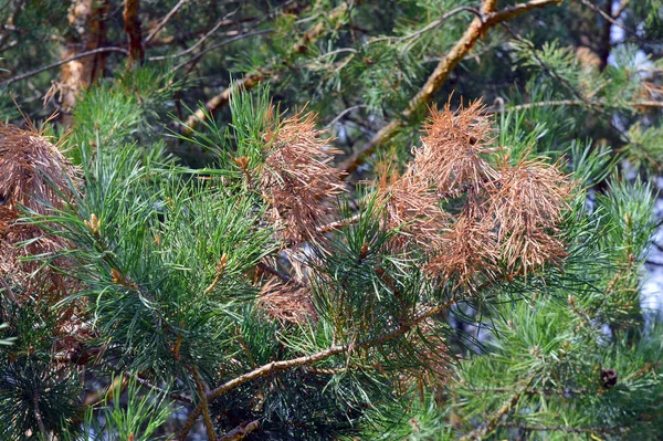 Bakgrunden natur — Stockfoto