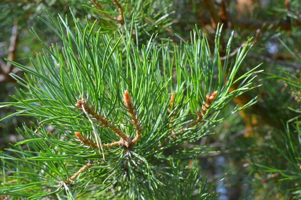 Bakgrunden natur — Stockfoto