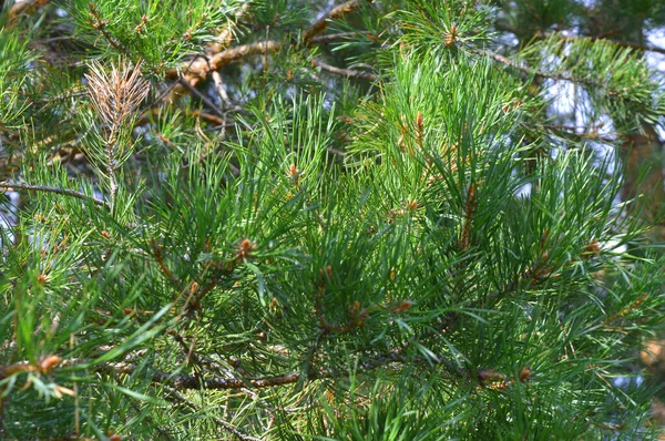 Bakgrunden natur — Stockfoto