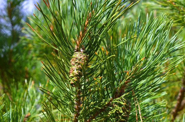 Bakgrunden natur — Stockfoto