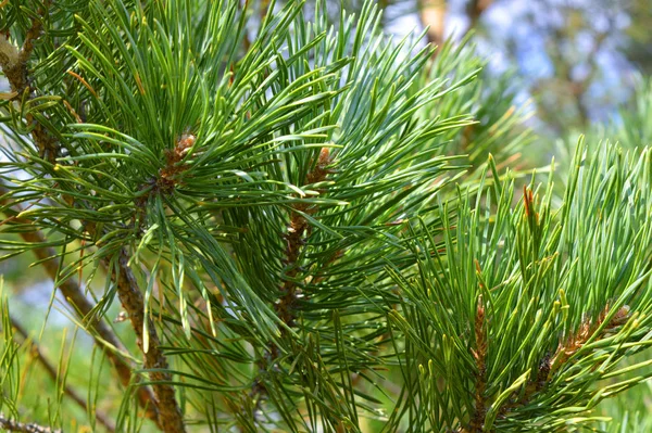 Bakgrunden natur — Stockfoto