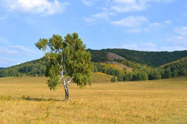 Bjørk på bakgrunn av fjellskog – stockfoto