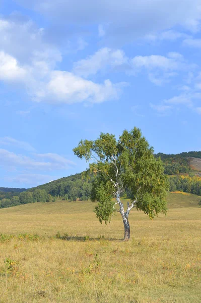 El abedul sobre el fondo de los bosques montañosos —  Fotos de Stock