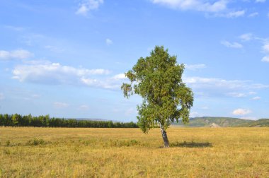 Dağ ormanlarının arka planında huş ağacı