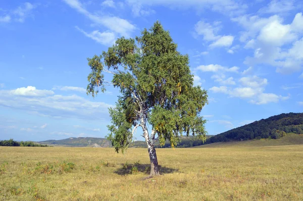 Dağ ormanlarının arka planında huş ağacı