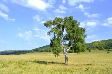 Dağ ormanlarının arka planında huş ağacı