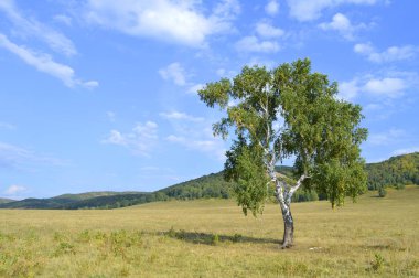 Dağ ormanlarının arka planında huş ağacı