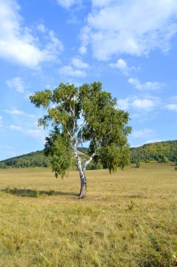 Dağ ormanlarının arka planında huş ağacı