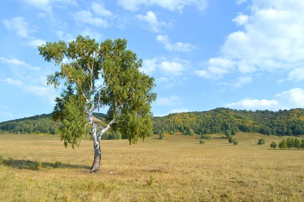 Berken op een achtergrond van bergbossen — Stockfoto