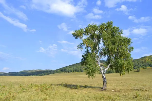 Berken op een achtergrond van bergbossen — Stockfoto