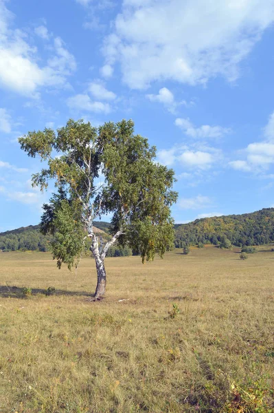 Berken op een achtergrond van bergbossen — Stockfoto