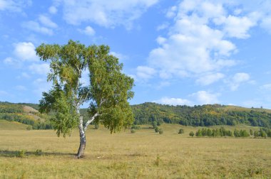 Dağ ormanlarının arka planında huş ağacı