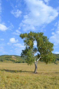 Dağ ormanlarının arka planında huş ağacı