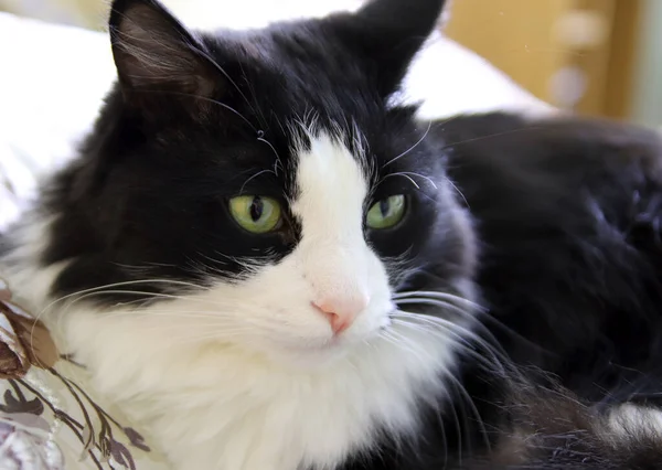 Güzel siyah beyaz kedi — Stok fotoğraf