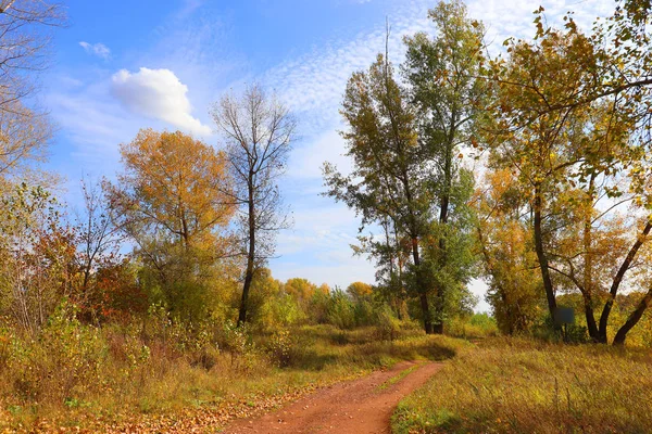 Herfst landschap in bos — Stockfoto