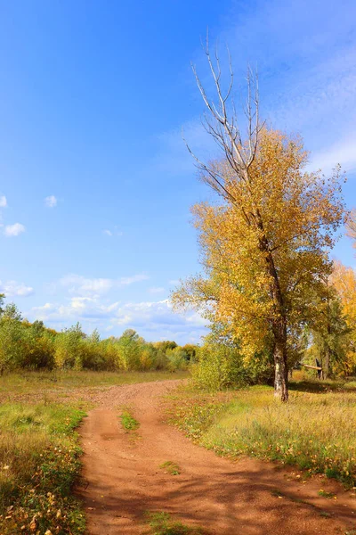 Herfst landschap in bos — Stockfoto