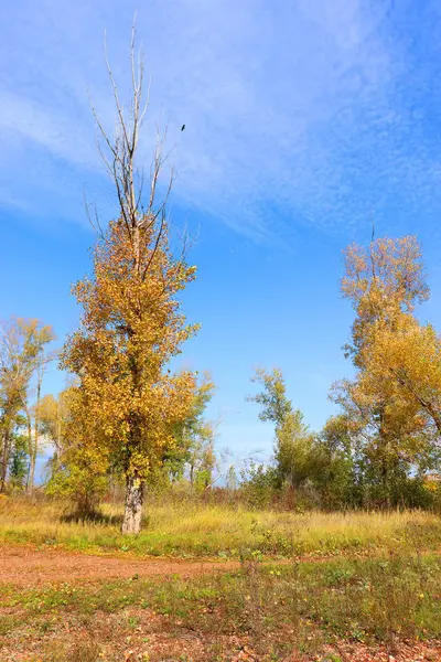 Herfst landschap in bos — Stockfoto