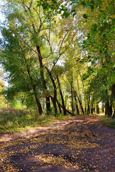 Paisagem de outono na floresta — Fotografia de Stock