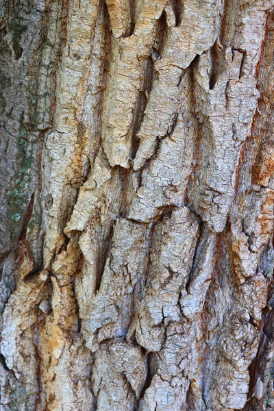 Текстура кори дерева — стокове фото