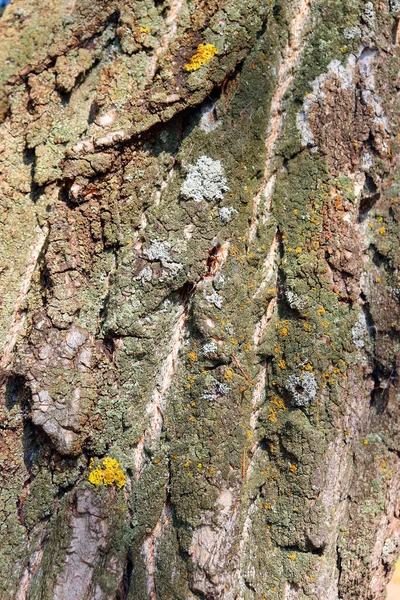 Texture de l'écorce d'arbre — Photo