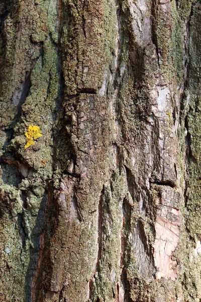 Textura de casca de árvore — Fotografia de Stock