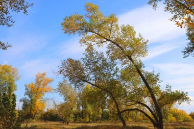 ormandaki sonbahar manzara