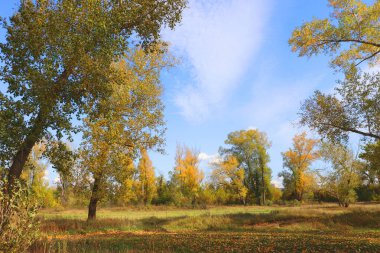 ormandaki sonbahar manzara