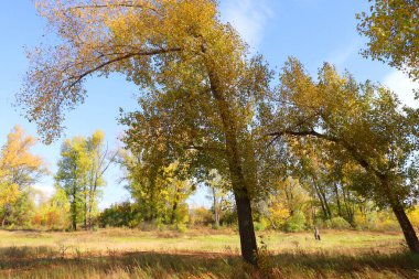 ormandaki sonbahar manzara