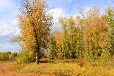 ormandaki sonbahar manzara