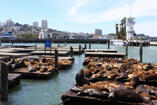 Seelöwen, San Francisco — Stockfoto