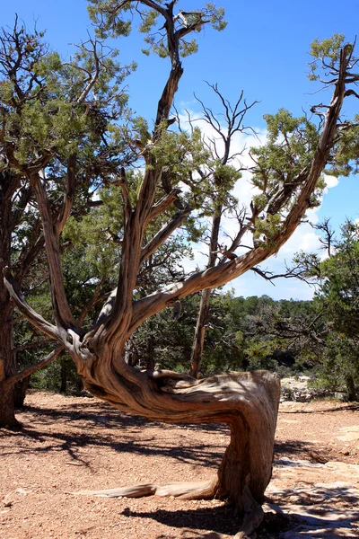 Árvore no Grand Canyon — Fotografia de Stock