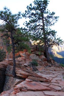  Zion national park