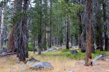 Yosemite Ulusal Parkı