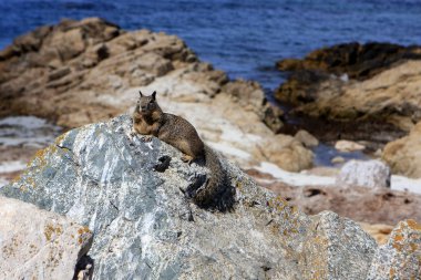 Zemin sincap, Kaliforniya