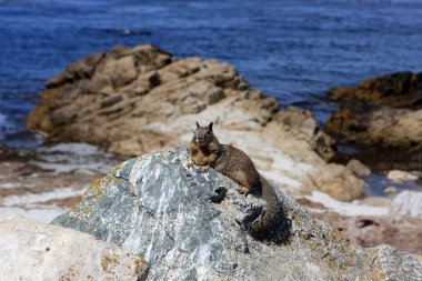 Zemin sincap, Kaliforniya