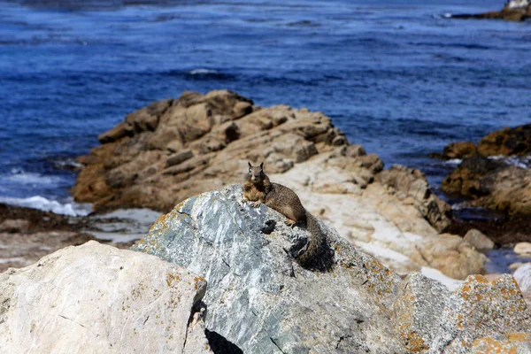 Scoiattolo di terra, California — Foto Stock