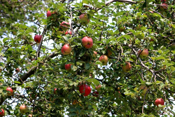 Röda äpplen på trädet — Stockfoto