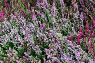 Avrupa pazarında güzel renkli çiçekler