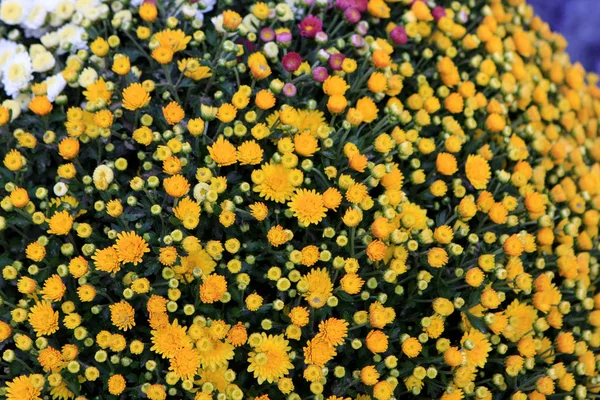 Beautiful Colorful Flowers Market Europe — Stock Photo, Image