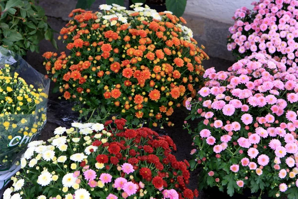 Hermosas Flores Colores Mercado Europa — Foto de Stock