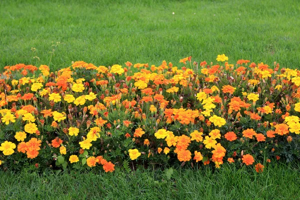 Flowerbed Full Flowers Garden Belvedere Palace Vienna Austria — Stock Photo, Image