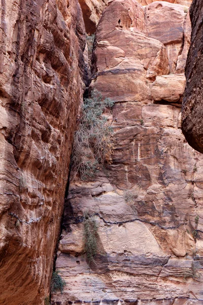 Les Murs Siq Passage Étroit Qui Mène Petra Jordanie — Photo