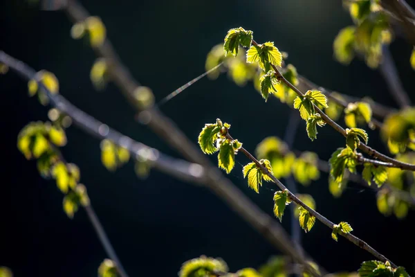 Ramo Ramas Verdes Jóvenes Grosella Negra Hojas Frescas Jardín Primavera — Foto de Stock