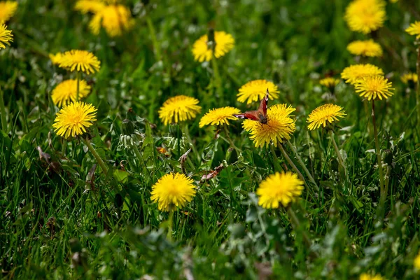 Butterfly Meadow Yellow Dandelions Blooming Yellow Dandelions Green Grass Meadow — Stock Photo, Image